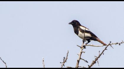 Eurasian Magpie