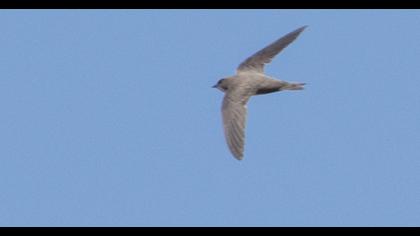 Pallid Swift