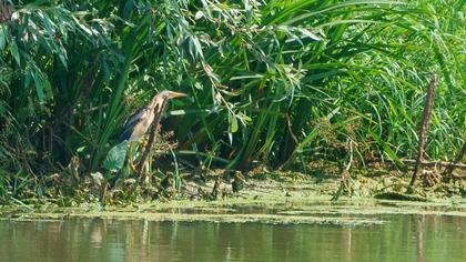 Little Bittern