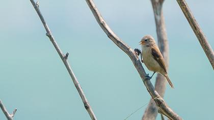 Eurasian Penduline Tit