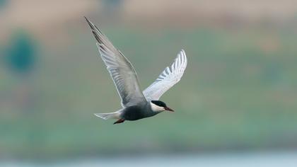 Whiskered Tern