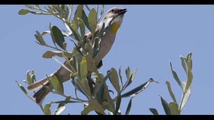 Sarıboğazlı serçe