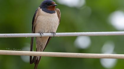 Barn Swallow