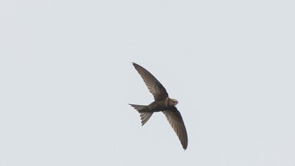 Common Swift
