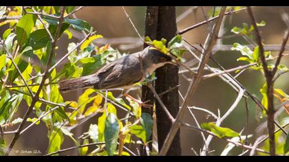Menetries`s Warbler