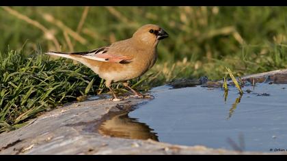 Desert Finch