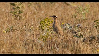 Cream-colored Courser