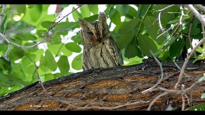 Pallid Scops Owl