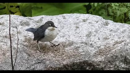 White-throated Dipper