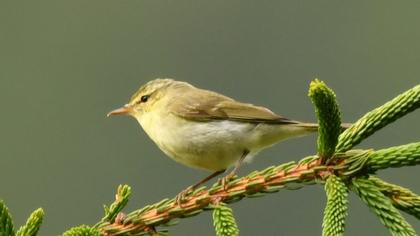 Green Warbler