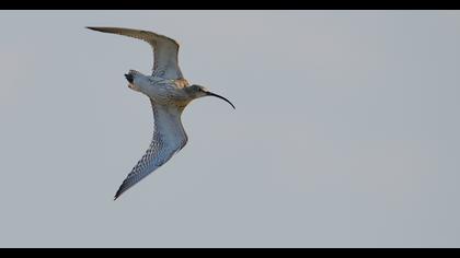 Eurasian Curlew