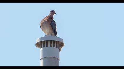 Laughing Dove