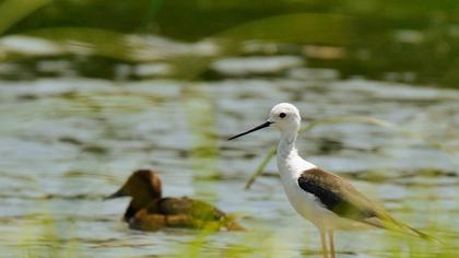 Black-winged Stilt