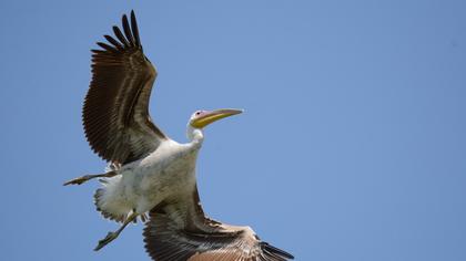 Great White Pelican