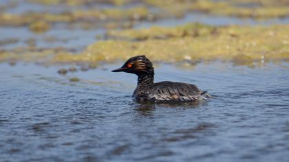 Black-necked Grebe