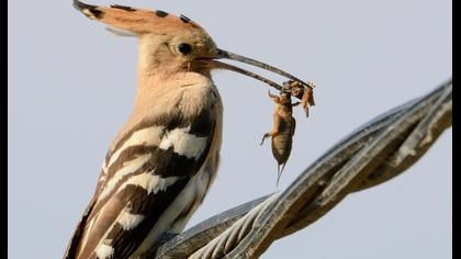 Eurasian Hoopoe
