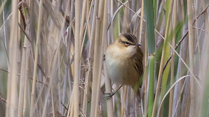 Sedge Warbler