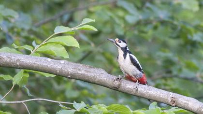Great Spotted Woodpecker