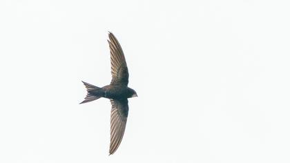 Pallid Swift