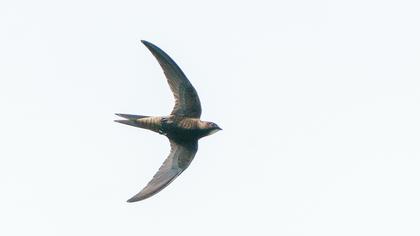 Pallid Swift