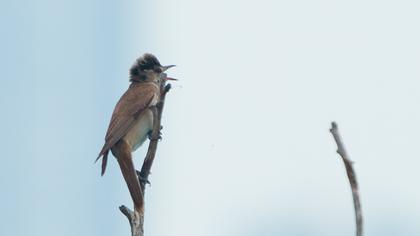 Great Reed Warbler