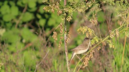 Eastern Olivaceous Warbler
