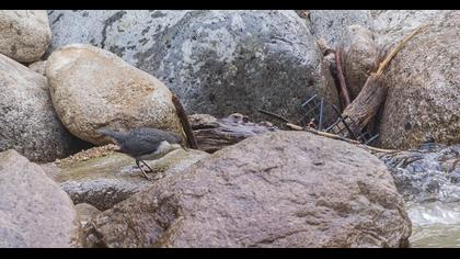 White-throated Dipper