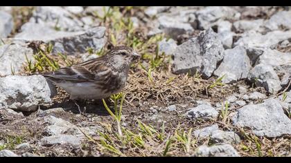 Twite