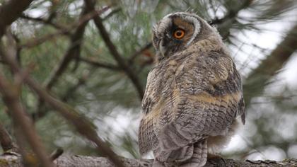Long-eared Owl