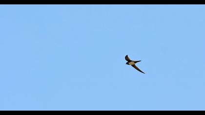 Alpine Swift