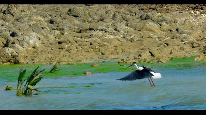 Black-winged Stilt