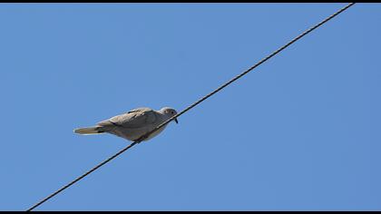 Eurasian Collared Dove