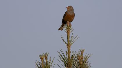 Cretzschmar`s Bunting