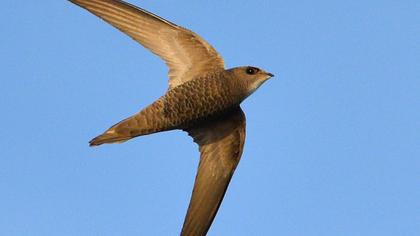 Pallid Swift