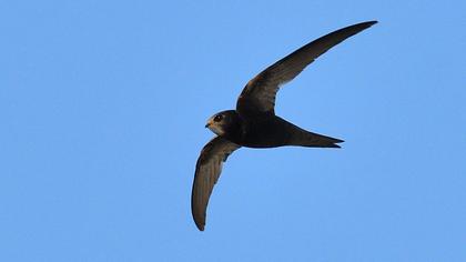 Common Swift