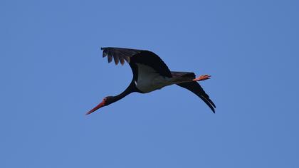 Black Stork