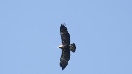 Eastern Imperial Eagle