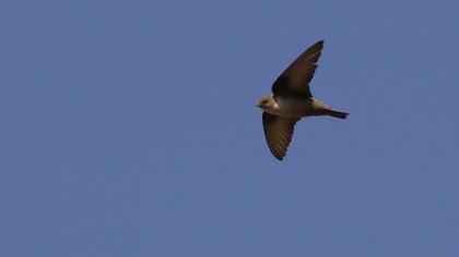 Eurasian Crag Martin