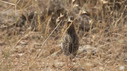 Common Quail