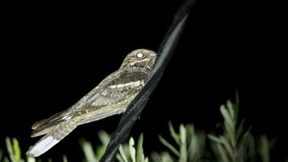European Nightjar