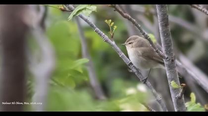 Mountain Chiffchaff