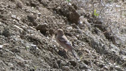Mongolian Finch