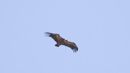 Griffon Vulture