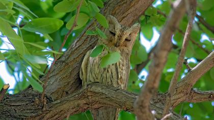 Pallid Scops Owl