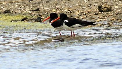 Eurasian Oystercatcher