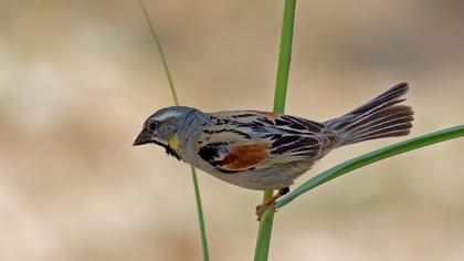 Dead Sea Sparrow