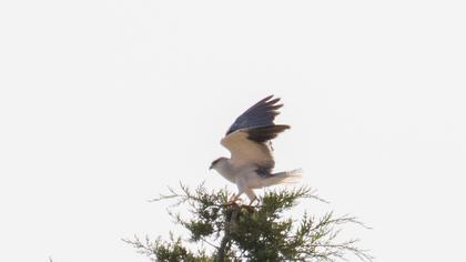 Black-winged Kite