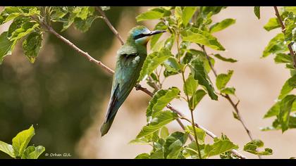 Blue-cheeked Bee-eater