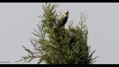 Black-winged Kite