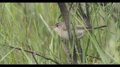 Eastern Olivaceous Warbler